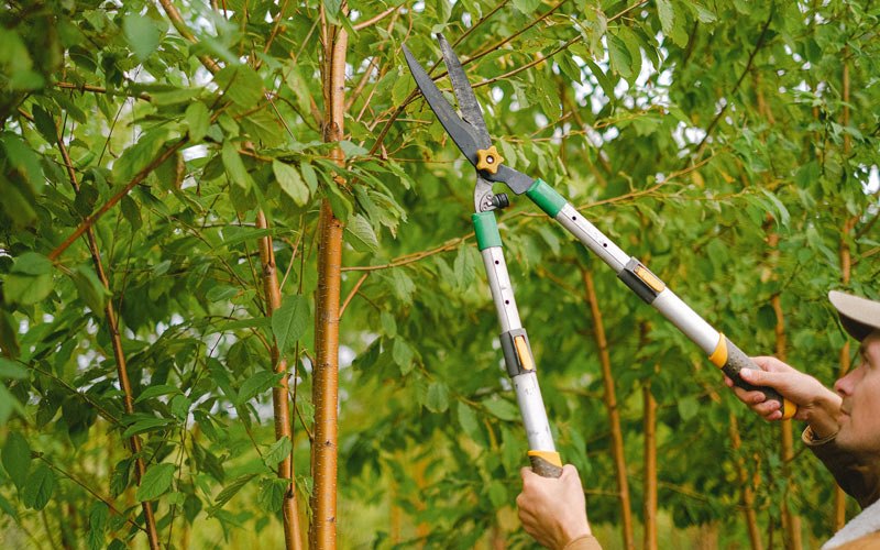 Tree trimming in Spencerville, IN